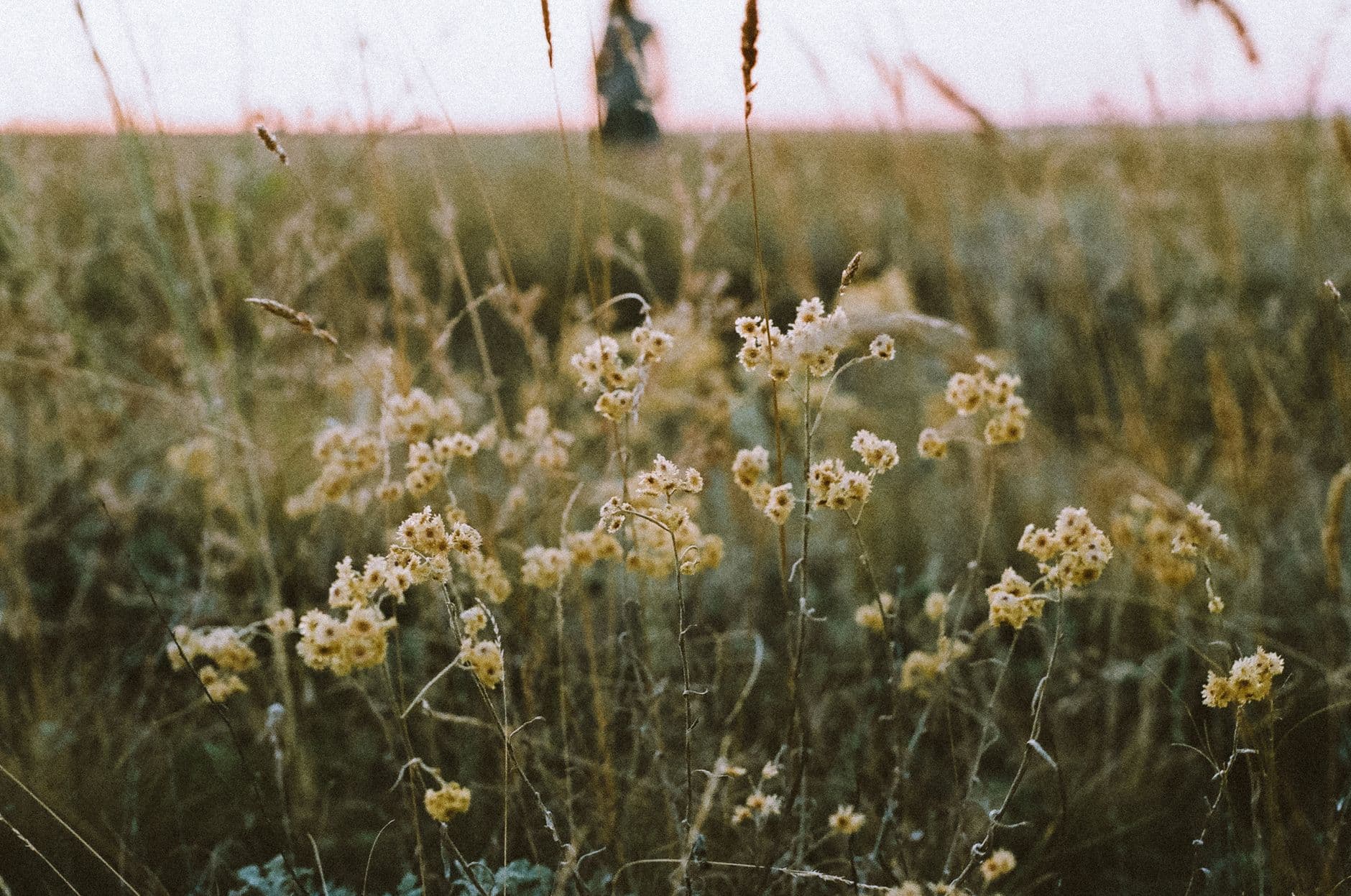 A tranquil scene of white wildflowers basking in the soft glow of sunset in a meadow.