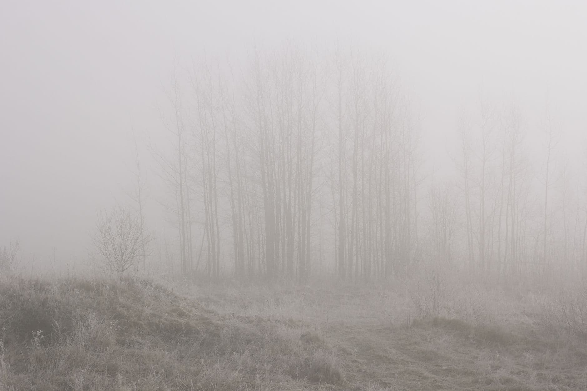 Stille skov i tåge